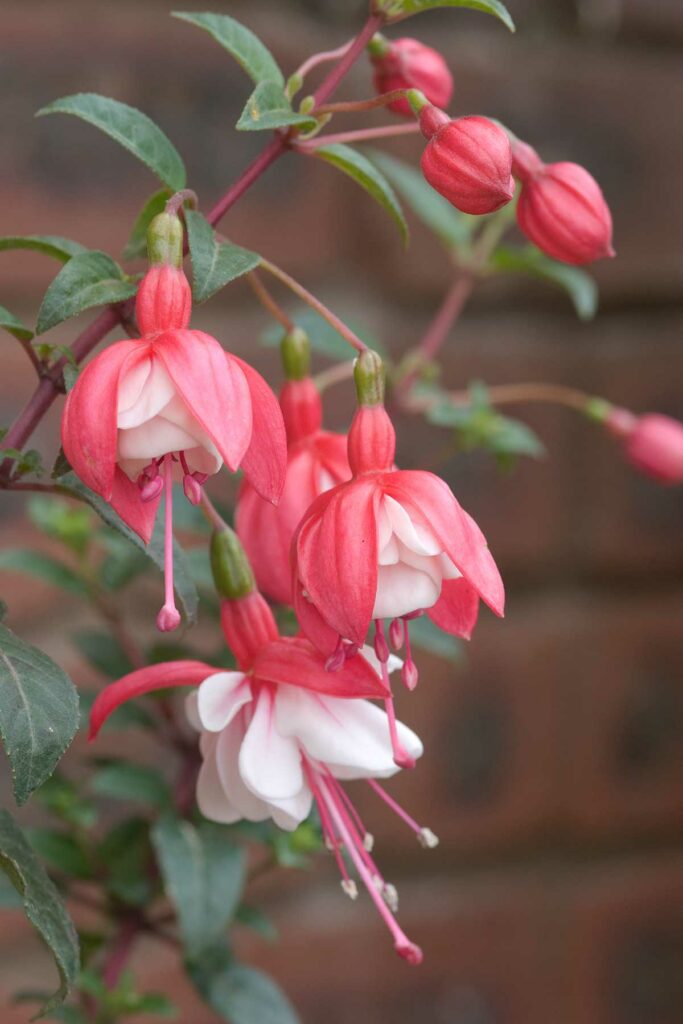 Double Petals Fuchsia Flower Seeds for Planting | Heirloom Non-GMO High Germination