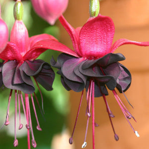 Flower Seeds, Seeds,Seeds For Planting,Plant Seeds