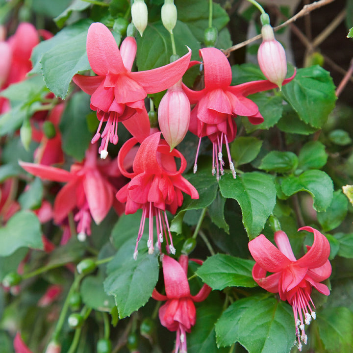 Red Double Petals Fuchsia Seeds for Planting – Heirloom, Non-GMO, Low Maintenance, High Germination
