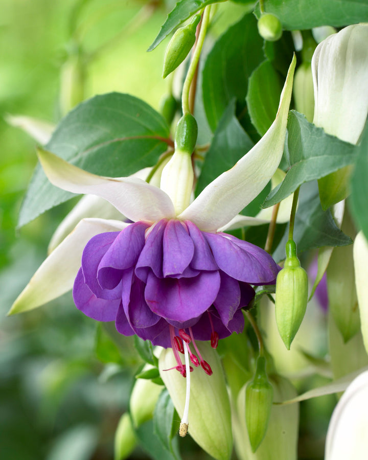 White Purple Fuchsia Hybrida Flower Seeds – Garden Favorite, Heirloom & Non-GMO