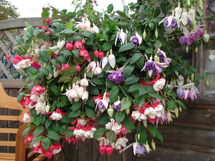 Mixed Double Fuchsia Flower Seeds for Planting – Heirloom, Non-GMO, High Germination Organic Garden Seeds