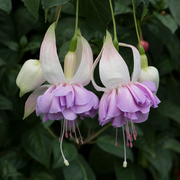 Lavender Mix Fuchsias Flower Seeds for Planting – Heirloom, Non-GMO, Premium Quality High Germination Seeds