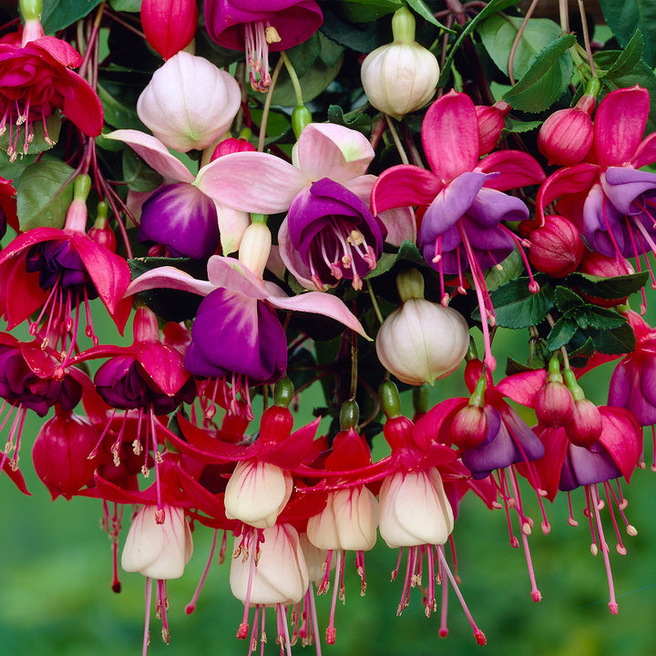 Mixed Fuchsia Flower Seeds for Planting – Perfect for Borders, Heirloom, Non-GMO, High Germination Organic Garden Seeds