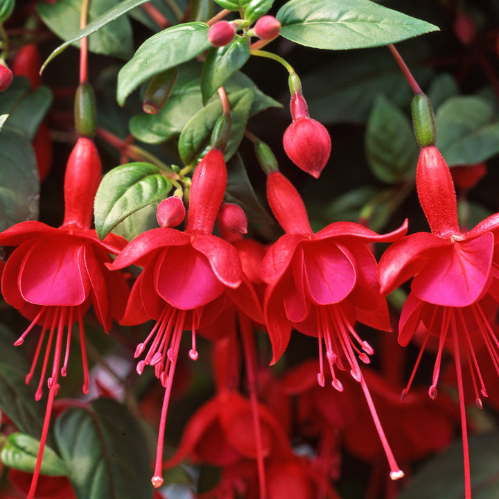 Red Double Petal Fuchsia Seeds for Planting – Heirloom, Non-GMO, High Germination Organic Garden Seeds