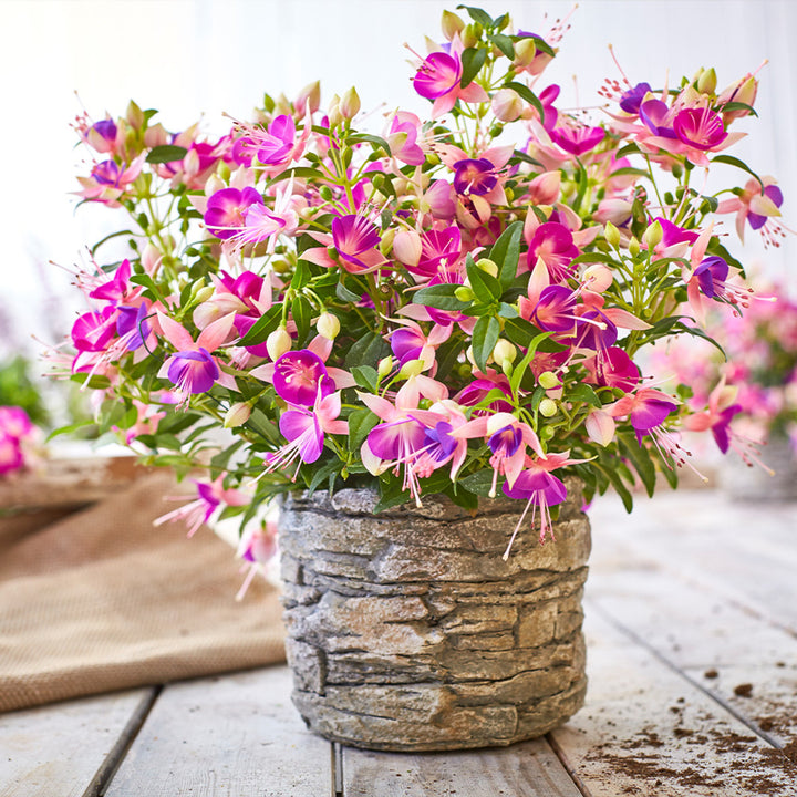 Pink Violet Fuchsia Flower Seeds for Planting | Heirloom Non-GMO Organic Garden Seeds High Germination