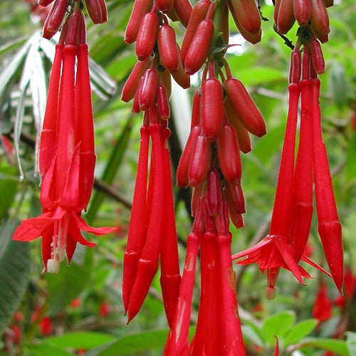 Bolivian Fuchsia Flower Seeds for Planting | Heirloom Non-GMO High Germination Organic Garden Seeds