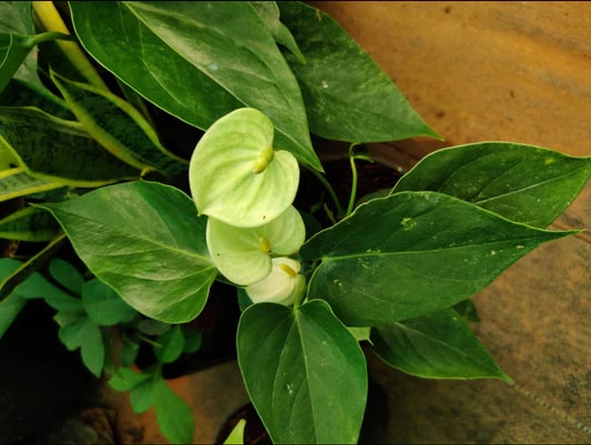 Pista Green Anthurium Flower Seeds for Planting – Heirloom Non-GMO High Germination Organic Garden Seeds
