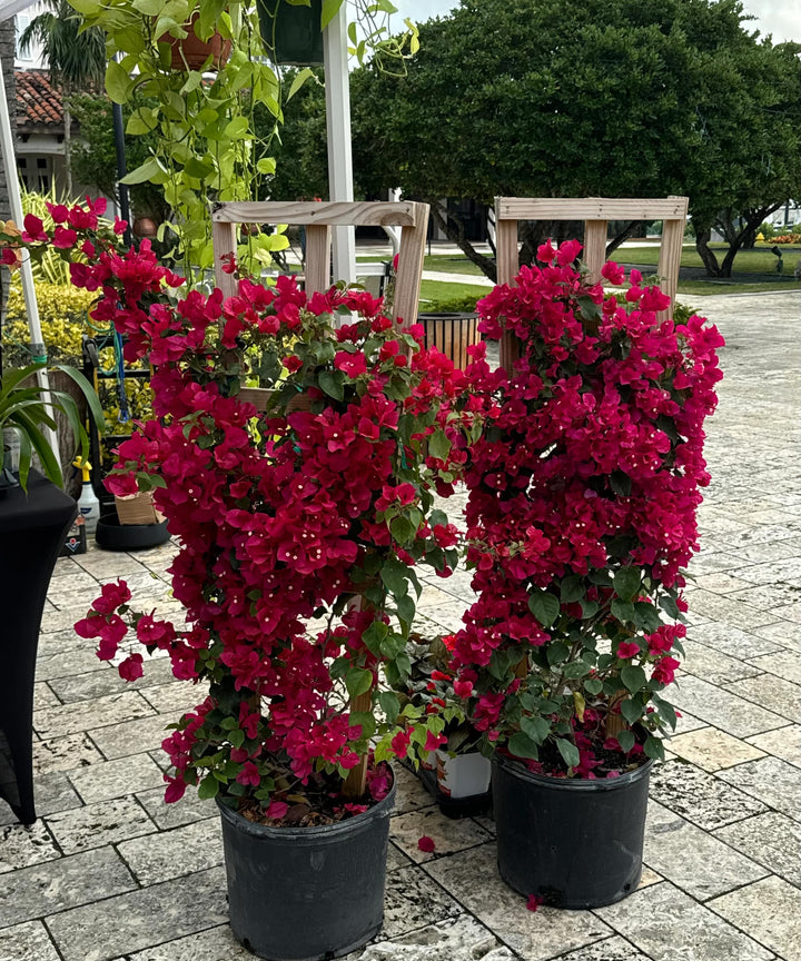 Deep Red Bougainvillea Seeds – Low Maintenance, Heirloom & Non-GMO for Home Gardens