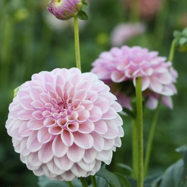 Soft Pink Dahlia Flower Seeds for Planting – Heirloom, Non-GMO, High Germination Garden Seeds