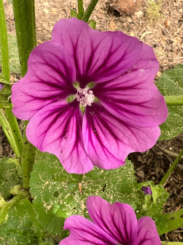 Flower Seeds, Seeds,Seeds For Planting,Plant Seeds