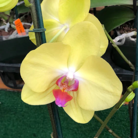 Yellow Phalaenopsis Orchid Flower Seeds for Planting – Heirloom, Non-GMO, Fragrant Organic Garden Seeds