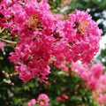 Crape Myrtle Flower Seeds for Planting – Heirloom, Non-GMO Cut Flower Favorite Organic Garden Seeds