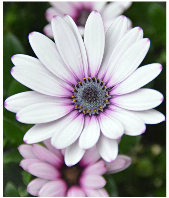 White Purple Omeris Flower Seeds for Planting – Heirloom Non-GMO, High Germination Organic Garden Seeds