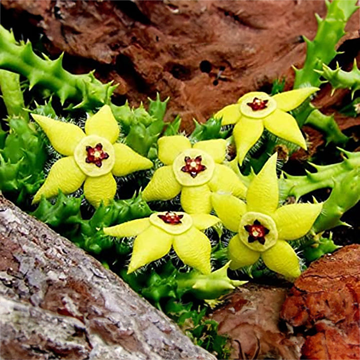 Stapelia Pulchella Succulent Flower Seeds for Planting – Heirloom, Non-GMO, High Germination, Organic Garden Seeds