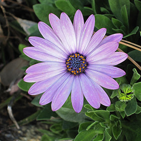 Light Violet Gerbera Flower Seeds for Planting – Heirloom Non-GMO High Germination Organic Garden Seeds