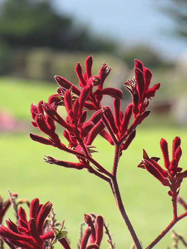 Kangaroo Paw Flower Seeds for Planting – Heirloom, Non-GMO, Long Bloom, High Germination