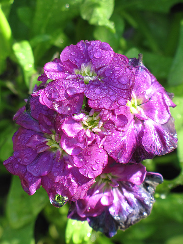 Violet Matthiola Flower Seeds for Planting – Heirloom, Non-GMO, Sun-Loving Organic Garden Seeds