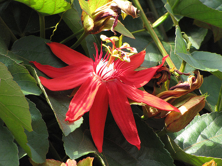 Red Crimson Flower Seeds for Planting – Heirloom Non-GMO, High Germination Organic Garden Seeds