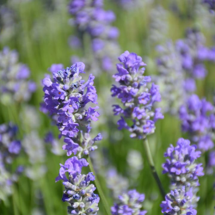 Munstead Lavender Flower Seeds for Planting | Heirloom Non-GMO High Germination Organic Garden Seeds
