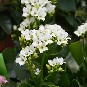 White Succulent Flower Seeds for Planting – Heirloom, Non-GMO, Pollinator Friendly, High Germination