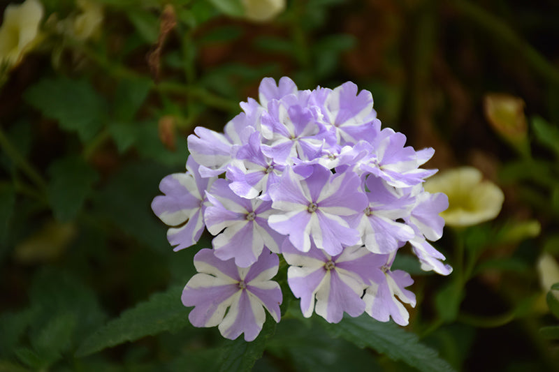 Lavender White Verbena Flower Seeds for Planting – Heirloom, Non-GMO, High Germination, Drought Tolerant Blooms