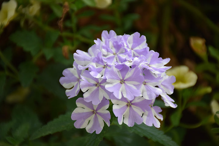 Lavender White Verbena Flower Seeds for Planting – Heirloom, Non-GMO, High Germination, Drought Tolerant Blooms