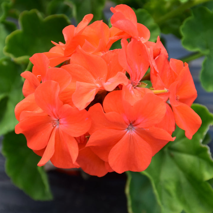 Flower Seeds, Seeds,Seeds For Planting,Plant Seeds