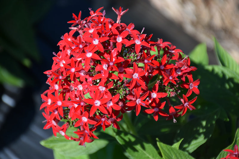 Red Lanceolata Flower Seeds for Planting – Heirloom Non-GMO, High Germination Organic Garden Seeds
