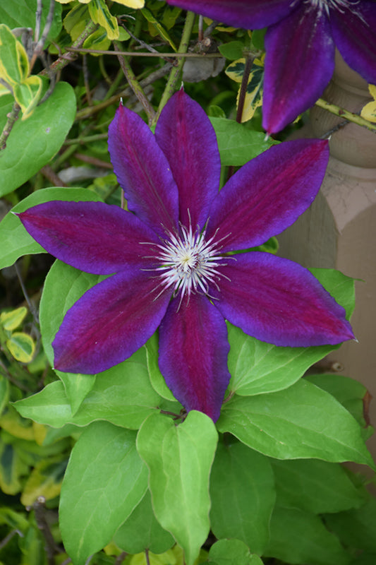 Violet Red Clematis Flower Seeds for Planting – Heirloom, Non-GMO, High Germination Organic Garden Seeds