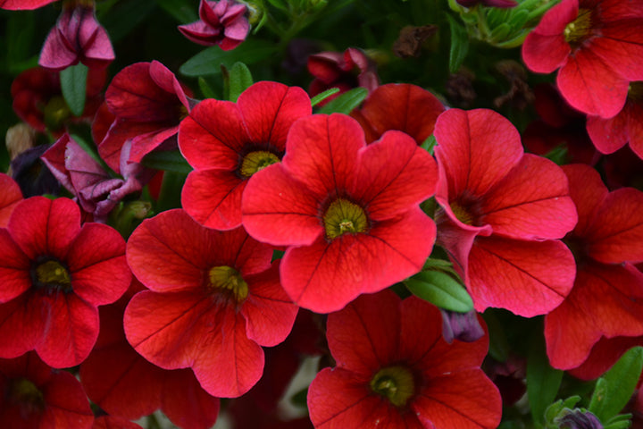 Red Calibrachoa Flower Seeds for Planting – Heirloom, Non-GMO, High Germination Organic Garden Seeds