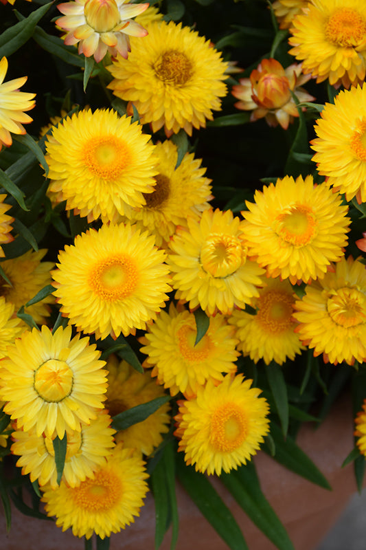 Yellow StrawFlower Seeds for Planting – Heirloom Non-GMO, High Germination Organic Garden Seeds