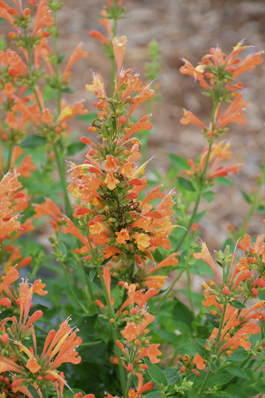 Orange Agastache Flower Seeds for Planting – Heirloom, Non-GMO, Long Bloom Season, Organic Garden Seeds