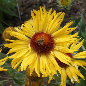 Flower Seeds, Seeds,Seeds For Planting,Plant Seeds