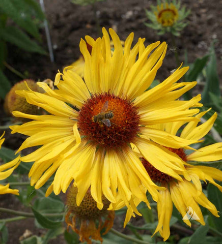 Flower Seeds, Seeds,Seeds For Planting,Plant Seeds