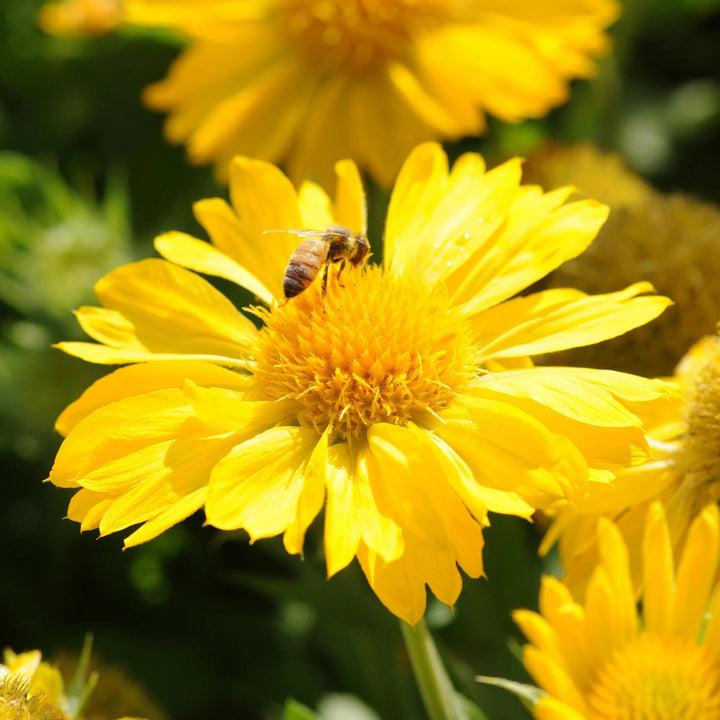 Yellow Gaillardia Flower Seeds for Planting – Heirloom Non-GMO, High Germination Organic Garden Seeds