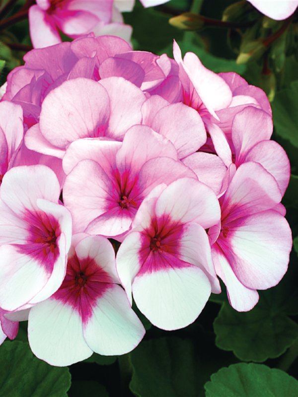 Geranium Pelargonium Seeds for Planting White & Pink – Cut Flower Favorite, Heirloom, Non-GMO, High Germination Organic Garden Seeds