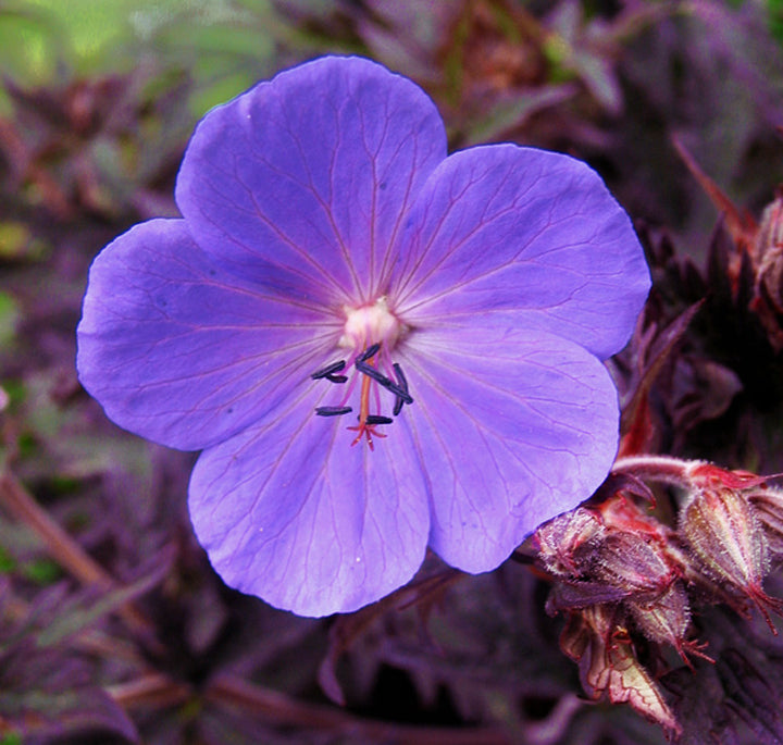 Purple Geranium Flower Seeds for Planting – Heirloom, Non-GMO, High Germination Organic Garden Seeds