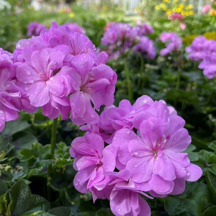 Purple Pelargonium Peltatum Flower Seeds for Planting – Heirloom Non-GMO Organic Garden Seeds