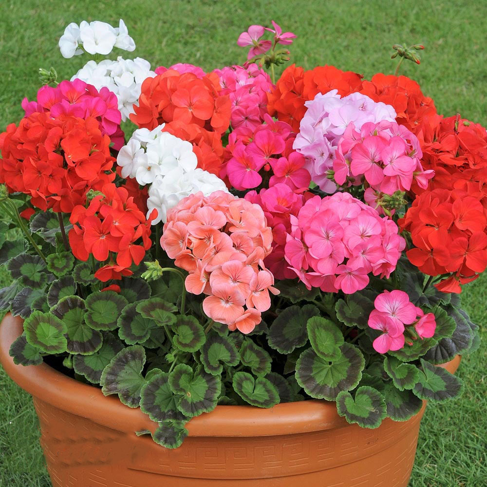 Mixed Geranium Perennial Pelargonium Flower Seeds for Planting – Heirloom, Non-GMO, High Germination