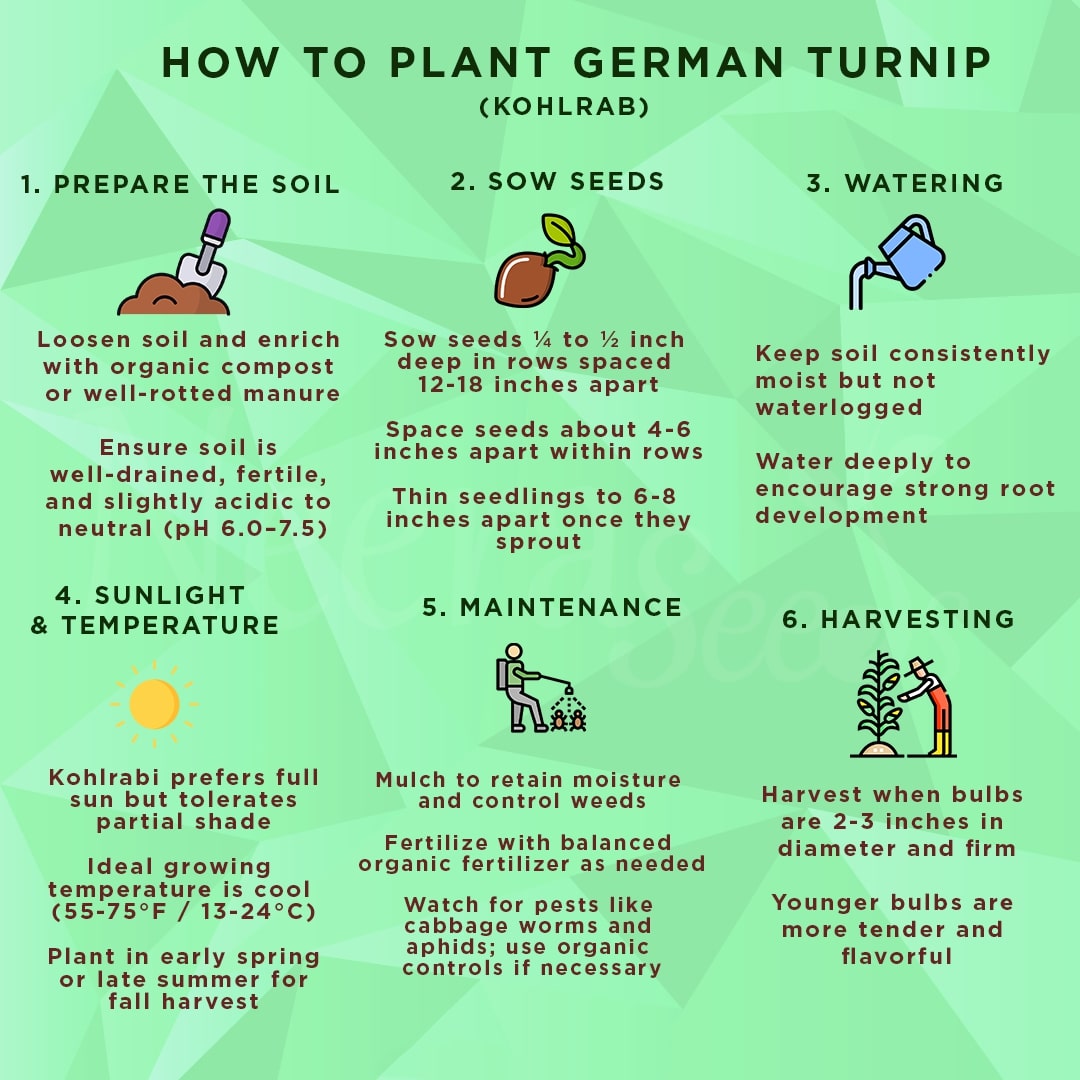 German Turnip (Kohlrabi) Seeds for Planting – Heirloom, Non-GMO Vegetable Seeds for Home Garden and Organic Growing