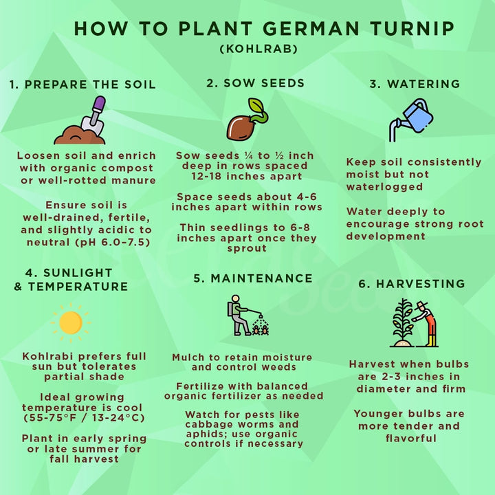 German Turnip (Kohlrabi) Seeds for Planting – Heirloom, Non-GMO Vegetable Seeds for Home Garden and Organic Growing