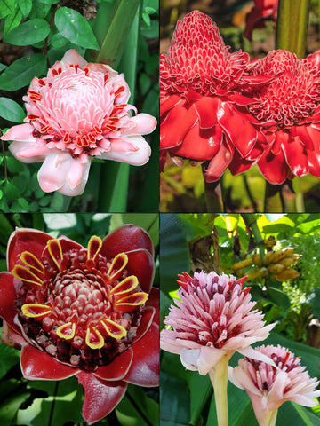 Flower Seeds, Seeds,Seeds For Planting,Plant Seeds