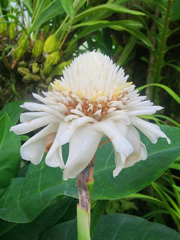White Etlingera Elatior Flower Seeds for Planting – Heirloom, Non-GMO, Easy to Grow, High Germination
