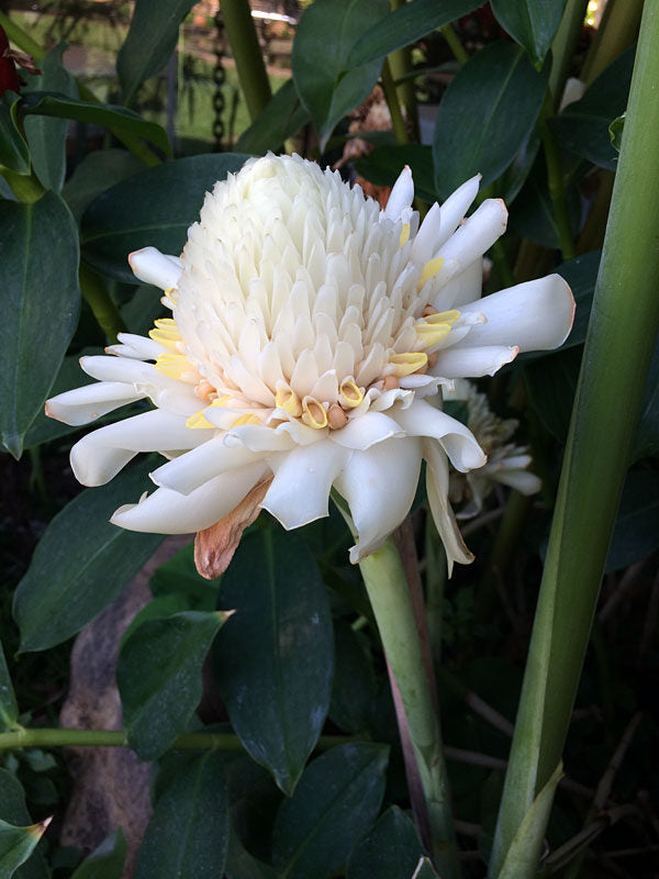 White Etlingera Elatior Flower Seeds for Planting – Heirloom, Non-GMO, Easy to Grow, High Germination