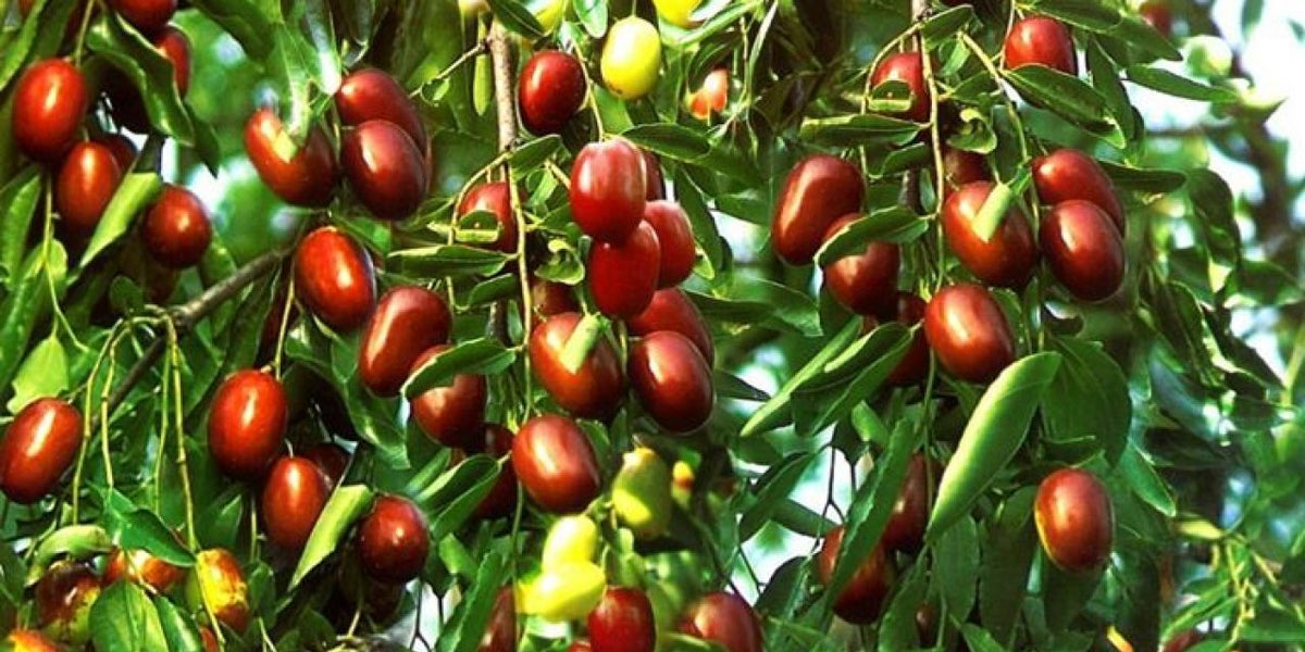 Mixed Jujube Fruit Seeds for Planting – Heirloom, Non-GMO Diverse Garden Fruit Seeds for High Yields