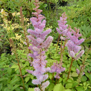 Flower Seeds, Seeds,Seeds For Planting,Plant Seeds