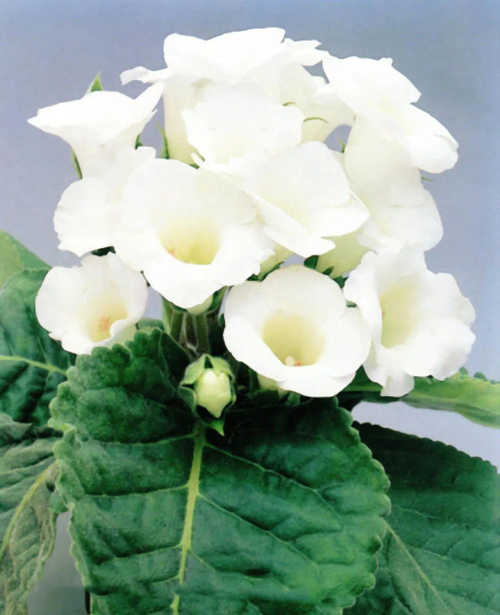White Brazilian Gloxinia Flower Seeds for Planting – Heirloom, Non-GMO, High Germination