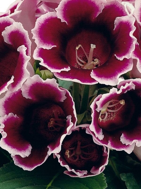 Burgundy Gloxinia Flower Seeds for Planting – Heirloom, Non-GMO, Compact Growth, High Germination