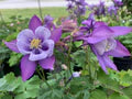 Purple Columbines Flower Seeds for Planting – Heirloom, Non-GMO, High Germination Garden Seeds