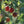 Fruit Seeds,Garden seeds, Seeds For Planting,Plant Seeds